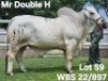 1X GREY BRAHMAN BULL WBS 22/897 Wayside Brahman Stud