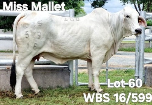 1X GREY BRAHMAN COW WBS 16/599 Wayside Brahman Stud