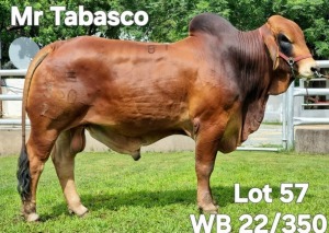 1X RED BRAHMAN BULL WB 22/350 Wayside Brahman Stud