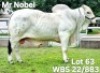 1X GREY BRAHMAN BULL WBS 22/883 Wayside Brahman Stud