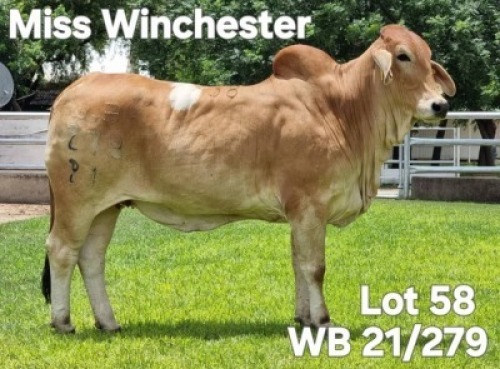 1X RED BRAHMAN HEIFER WB 21/279 Wayside Brahman Stud
