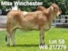 1X RED BRAHMAN HEIFER WB 21/279 Wayside Brahman Stud