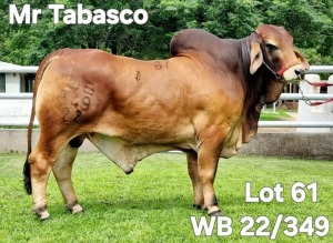 1X RED BRAHMAN BULL WB 22/349 Wayside Brahman Stud