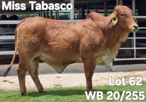 1X RED BRAHMAN COW WB 20/255 Wayside Brahman Stud