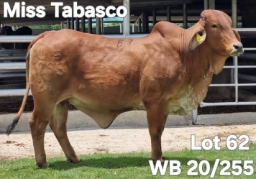 1X RED BRAHMAN COW WB 20/255 Wayside Brahman Stud