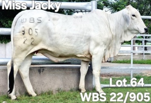 1X GREY BRAHMAN HEIFER WBS 22/905 Wayside Brahman Stud