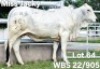 1X GREY BRAHMAN HEIFER WBS 22/905 Wayside Brahman Stud