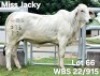 1X GREY BRAHMAN HEIFER WBS 22/915 Wayside Brahman Stud
