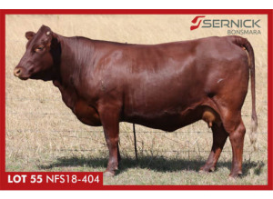 LOT 55 NFS 180404 - SERNICK BONSMARA STOET