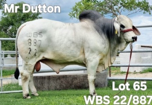 1X GREY BRAHMAN BULL WBS 22/887 Wayside Brahman Stud
