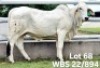 1X GREY BRAHMAN HEIFER WBS 22/894 Wayside Brahman Stud