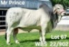 1X GREY BRAHMAN BULL WBS 22/902 Wayside Brahman Stud