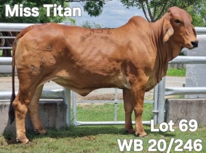 1X RED BRAHMAN HEIFER WB 20/246 Wayside Brahman Stud