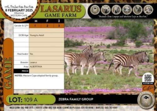 3X Zebra family group Lasarus Game Farm (Pay per Animal)