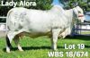 1X GREY BRAHMAN COW WBS 18/674 Wayside Brahman Stud