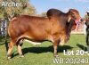 1X RED BRAHMAN BULL WB20240 Wayside Brahman Stud