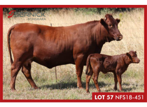 LOT 57 NFS 180451 - SERNICK BONSMARA STOET