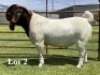1X BOER GOAT STUD BUCK