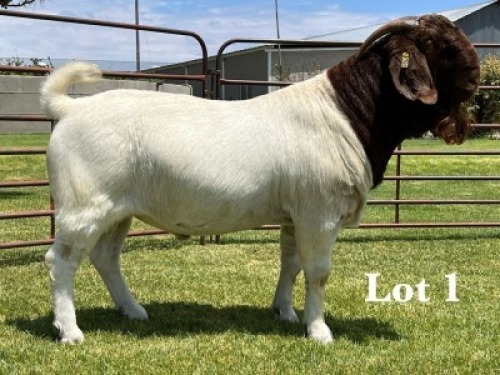 1X BOER GOAT STUD BUCK