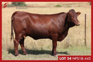 LOT 54 NFS 180442 - SERNICK BONSMARA STOET