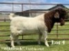 1X BOER GOAT STUD BUCK