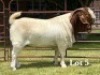 1X BOER GOAT STUD BUCK