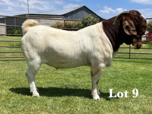 1X BOER GOAT STUD BUCK