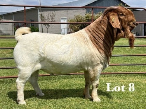 1X BOER GOAT STUD BUCK
