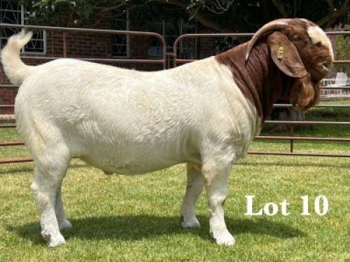 1X BOER GOAT FLOCK ON TEAT BUCK