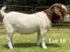 1X BOER GOAT FLOCK ON TEAT BUCK