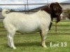 1X BOER GOAT FLOCK ON TEAT BUCK