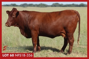 LOT 60 NFS 180356 - SERNICK BONSMARA STOET