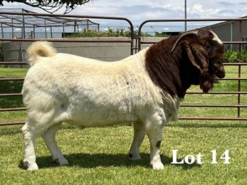 1X BOER GOAT STUD BUCK