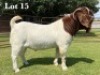 1X BOER GOAT FLOCK ON TEAT BUCK