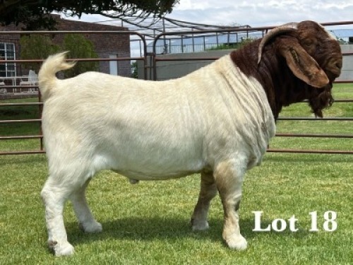 1X BOER GOAT STUD BUCK