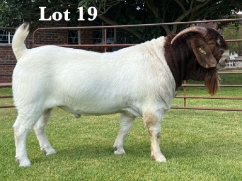 1X BOER GOAT STUD BUCK