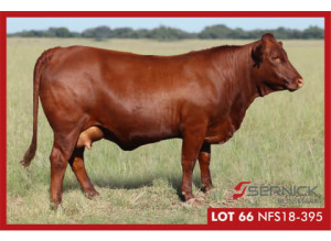 LOT 66 NFS 180395 - SERNICK BONSMARA STOET