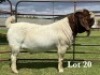 1X BOER GOAT STUD BUCK