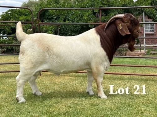 1X BOER GOAT FLOCK ON TEAT BUCK