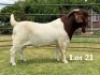1X BOER GOAT FLOCK ON TEAT BUCK