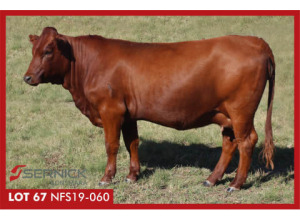 LOT 67 NFS 190060 - SERNICK BONSMARA STOET