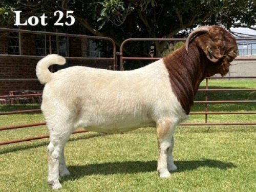 1X BOER GOAT FLOCK ON TEAT BUCK