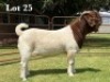 1X BOER GOAT FLOCK ON TEAT BUCK