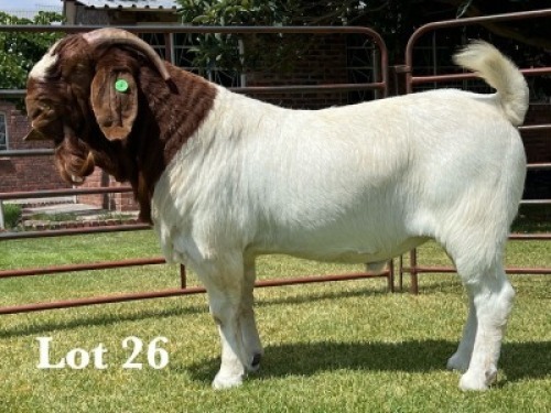 1X BOER GOAT FLOCK ON TEAT BUCK