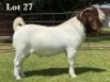 1X BOER GOAT STUD BUCK