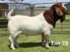 1X BOER GOAT FLOCK ON TEAT BUCK