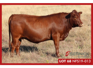 LOT 68  NFS 190013 - SERNICK BONSMARA STOET