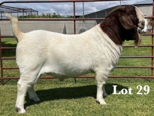 1X BOER GOAT FLOCK ON TEAT BUCK