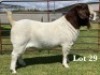 1X BOER GOAT FLOCK ON TEAT BUCK