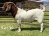 1X BOER GOAT FLOCK ON COLOUR AND TEAT BUCK